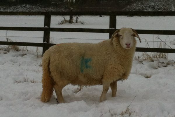 'Keresforth Hannah' one of our best breeding ewes