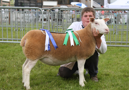 Windrush Out Of This World - Female Champion & Reserve Champion RWAS 2015 infocard